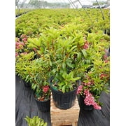 Sarah Mountain Laurel