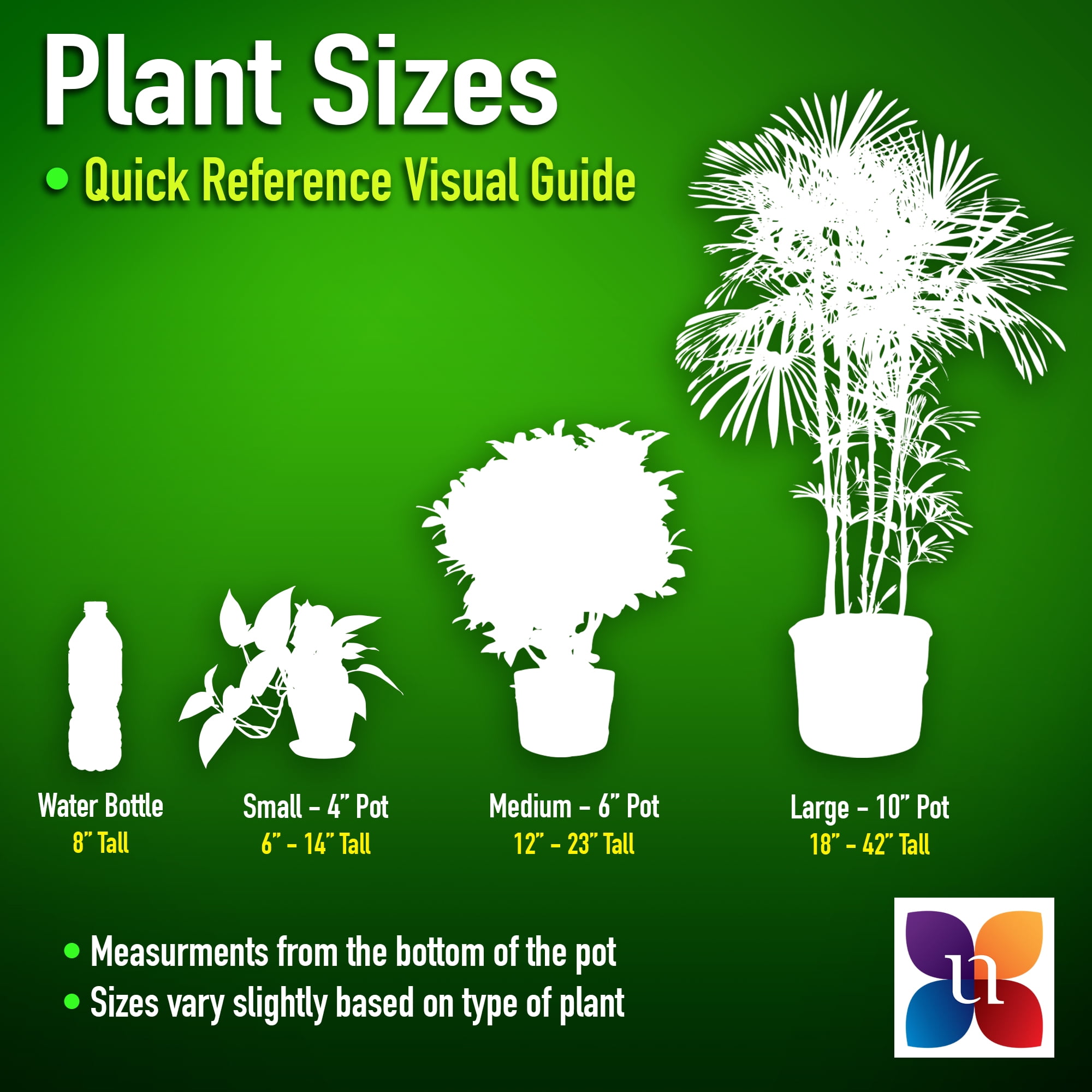 United Nursery Live Mass Cane Plant 2 Stems 28-34 inches Tall in 10 inch Grower Pot