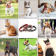 thumbnail image 5 of Collar ajustable para mascotas de cuero de vaca para gatos y perros MFZFUKR CPB-US-YY330-4, 5 of 5