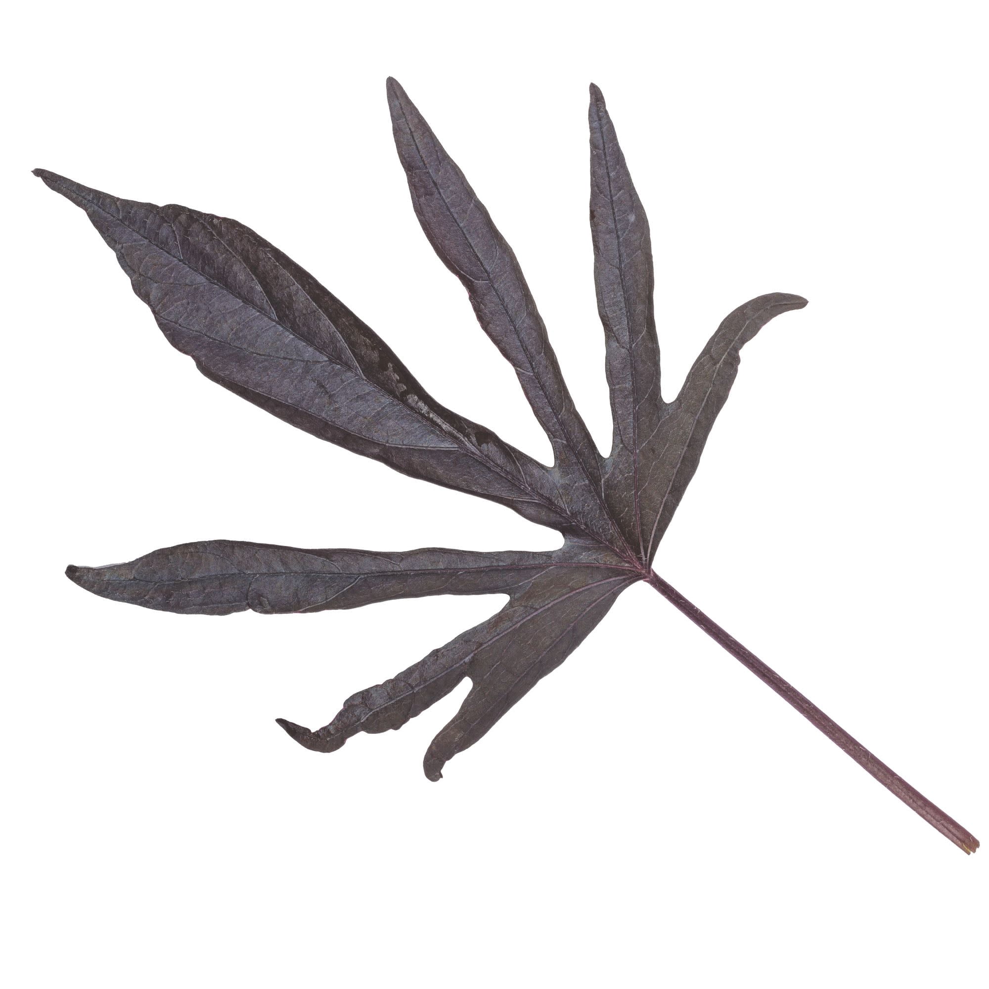 Proven Winners 4" Black Sweet Caroline Medusa Black Ornamental Sweet Potato Vine Live Plant in 4.25" Pot (4 Count)