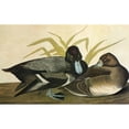 thumbnail image 2 of Audubon Scaup. Ngreater Scaup Or Bluebill. Engraving After John James Audubon For His 'Birds Of, 2 of 4