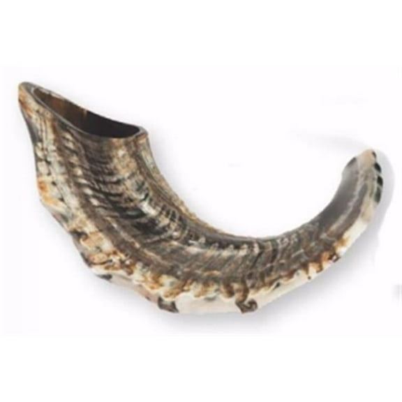 Holy Land Gifts 77949 Shofar - Rams Horn Natural Curve 15 - 17 in. - BB