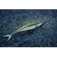 thumbnail image 5 of PowerBait® The Champ Minnow, 5 of 10