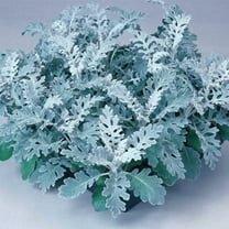 Silverdust Dusty Miller House Plant Seeds (Pelleted) - 1000 Seeds - Annual Ornamental Decorative Garden Plant Seeds