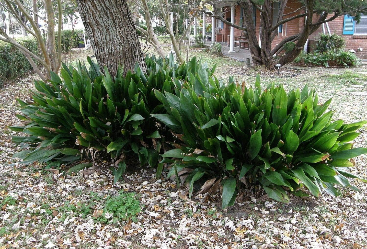 Cast Iron Plant - Live Plant in a 6 Inch Pot - Aspidistra Elatior - Beautiful Florist Quality Indoor or Outdoor Plant