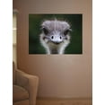 thumbnail image 2 of Clark Ostrich Wall Decal, 2 of 2