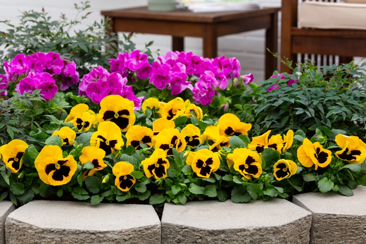 Expert Gardener 2QT Yellow Blotch Pansy Live Plant Grower Pot Sun (3 Pack)