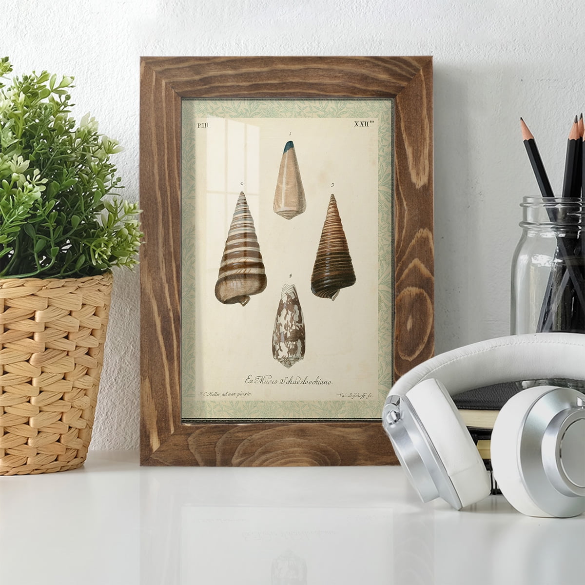 Bookplate Shells VI - Framed Print w/glass - Walnut