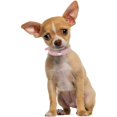 thumbnail image 7 of GASTROPOD Small Dog Collar for Female Dogs, Bling Puppy Collar Faux Leather Fancy Diamond Crystal Glitter Pretty Jewel Rhinestone Cat Collars for Xxs Xs Small Medium Large Pet Girl Dogs,, 7 of 7