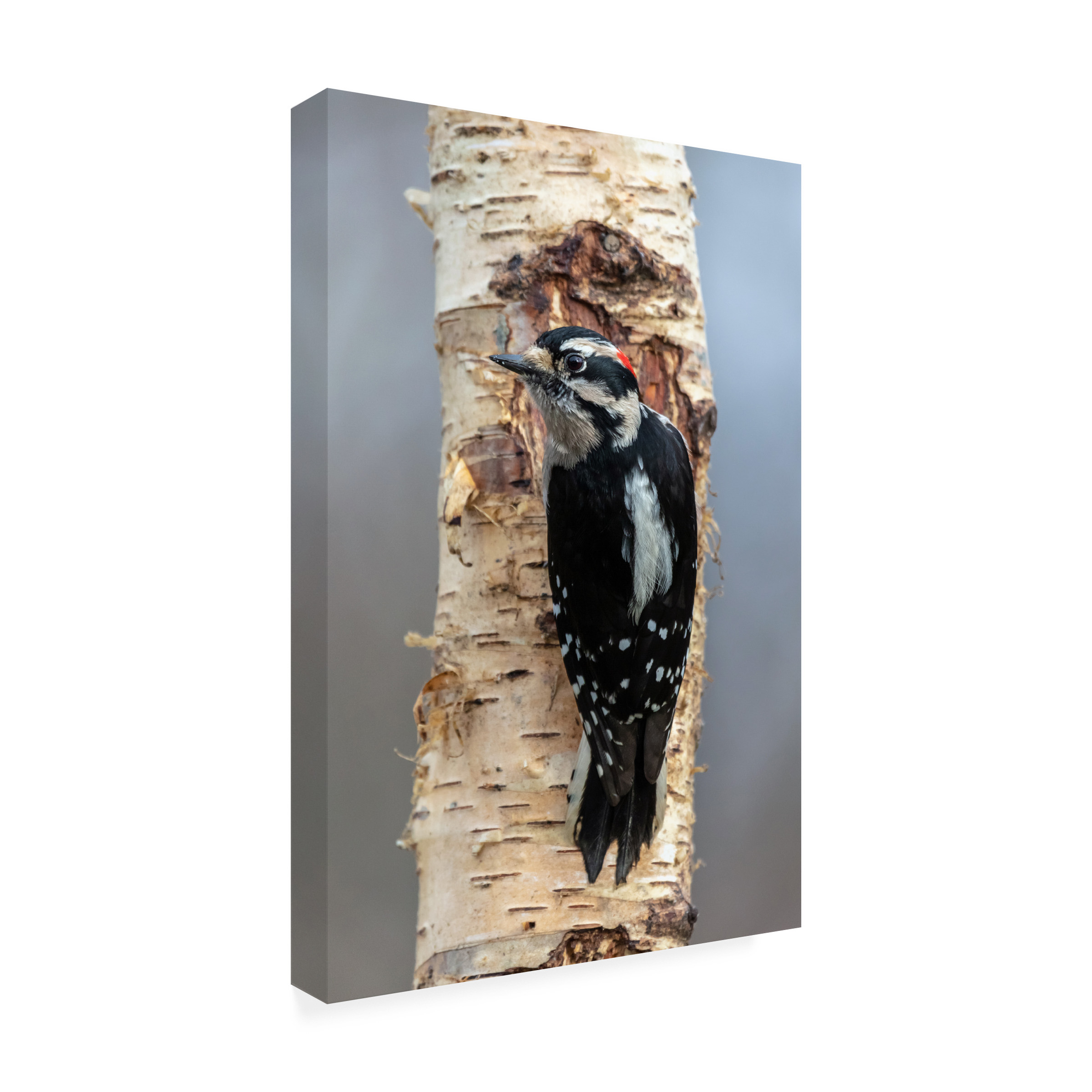 Pierre Leclerc Photography 'Woodpecker' Canvas Art