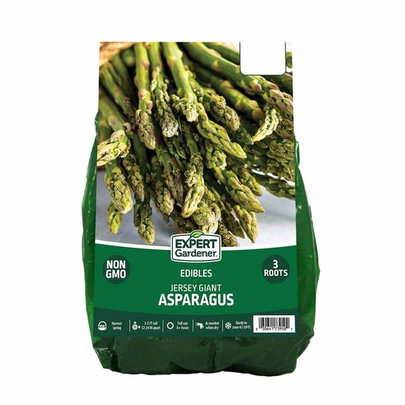 Expert Gardener Asparagus Jersey Giant (Set of 3 Dormant Bare Roots) Full Sun, Multi-Color, Perennial