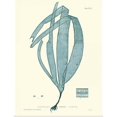 thumbnail image 1 of Great BIG Canvas | Rolled Vision Studio Poster Print entitled Nature Print in Aqua II, 1 of 4