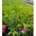 thumbnail image 6 of Nova Zembla Rhododendron, 6 of 6