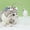 Grey, variant on Cat Teaser Toy for Cats Head Mounted Interactive Feather Teasing Stick Purrfect Pet Headgear Entertainment
