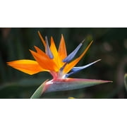 Live Orange Strelitzia Reginae Bird of Paradise Plant 6"-10" Tall Partial Shade
