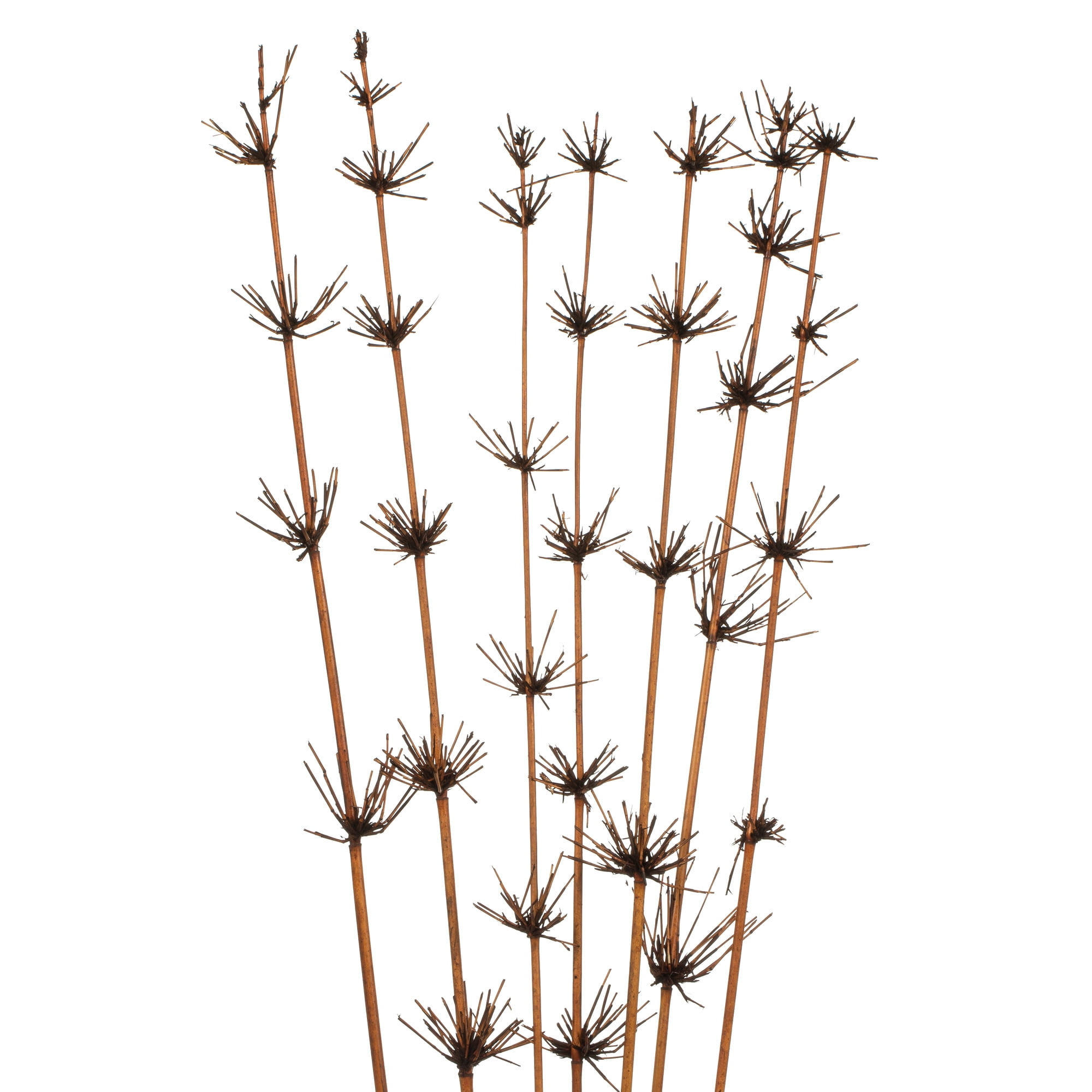 Vickerman 36-40" Brown Star Bamboo Reed, 7 stems, Dried