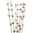 thumbnail image 2 of Vickerman 36-40” Brown Star Bamboo Reed Stem. Includes 14 Stems (2 -7 Stems Bundles), Dried, 2 of 2