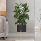 thumbnail image 3 of Cateissary Soporte dorado para plantas con maceta, estante para flores, soporte para figuritas de tipo suelo, maceta de Metal grande de estilo Jardín y Patio Negro, 3 of 6