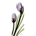 thumbnail image 3 of Koetsier, Albert 7x14 Black Modern Framed Museum Art Print Titled - Tulip in Purple, 3 of 5