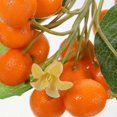 thumbnail image 3 of Fake Fruit String Artificial Orange Branch Lifelike Fruit Skewer Photo Prop, 3 of 3