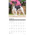 thumbnail image 3 of Jack Russells 2026 12 X 12 Wall Calendar, (Hardcover), 3 of 5