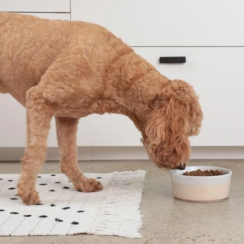 Dipper Ceramic Dog Bowl for Small and Large Breeds - Heavyweight and Durable Pet Food and Water Dish Crock, Dishwasher Safe, Modern (Small, Buttercream)