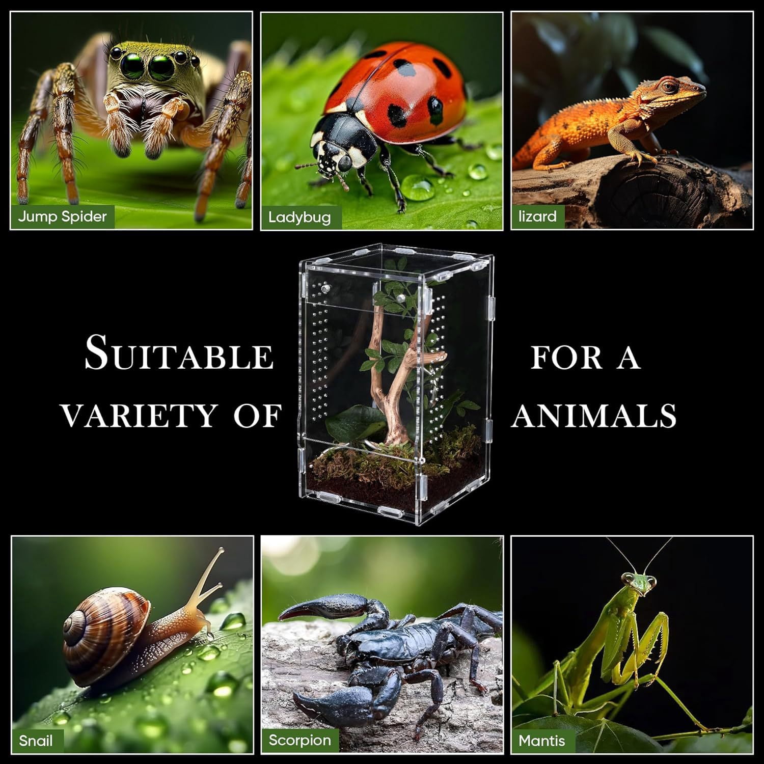 Clear Acrylic Reptile Terrarium, 12x12x20cm Full View Small Enclosure with Magnetic Lock, Multi-Side Ventilation Holes, Habitat for Jumping Spiders, Tree Frogs, Insects, Small Reptiles & Amphibians