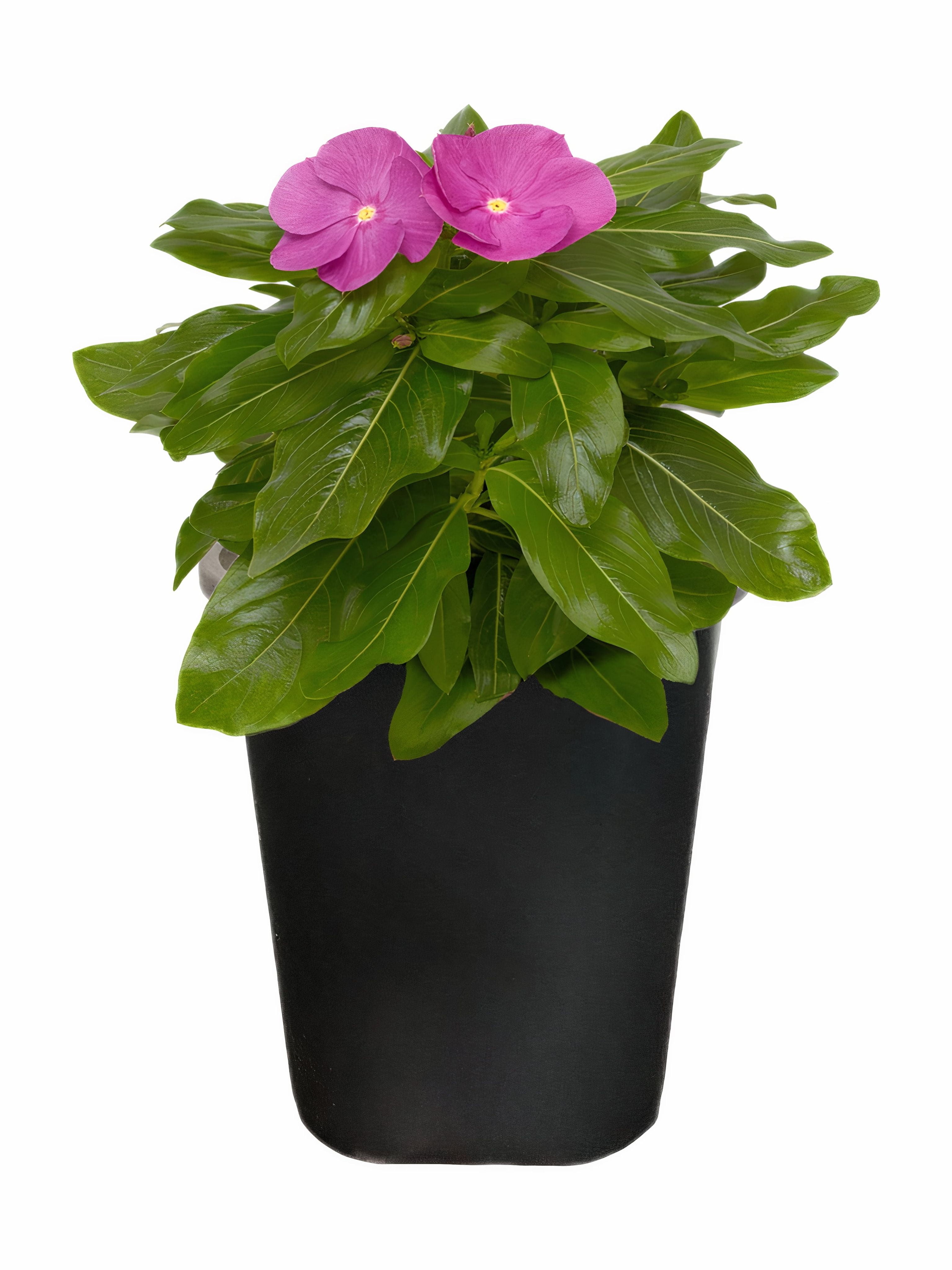 Expert Gardener 1Pt Vinca Live Plant Grower Pot Full Sun