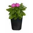 thumbnail image 5 of (5 pack) Expert Gardener 1Pt Vinca Live Plant Grower Pot Full Sun, 5 of 30