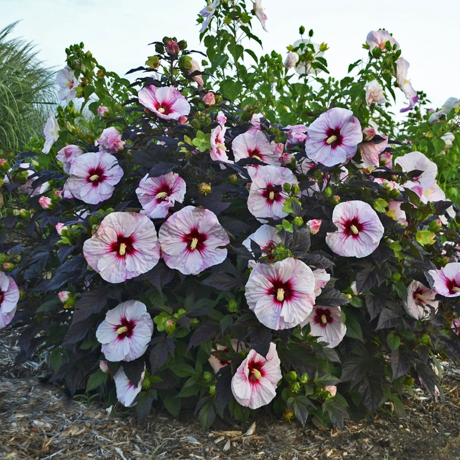 Proven Winners 18" White Summerific 'Perfect Storm' Rose Mallow Live Plant in 8.88" Pot