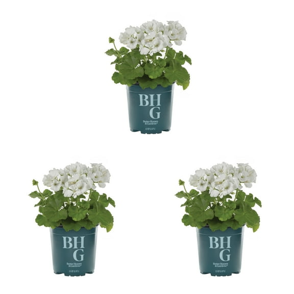 Better Homes & Gardens 2QT White Geranium Live Annual Plant Sun 3-Pack
