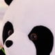 thumbnail image 5 of 9-16cm 1Pc HOT Large Size Panda Doll Plush Toy Baby Bear Pillow Panda Cloth Doll Kids Toys Baby Birthday Gift For Children, 5 of 5