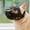 Black, variant on Short Snout Dog Muzzle for French Bulldog, Pug & Bulldog - Soft Breathable Mesh, Prevents Biting, Chewing & Licking, Adjustable Comfortable Fit for Small & Medium Brachycephalic Dogs