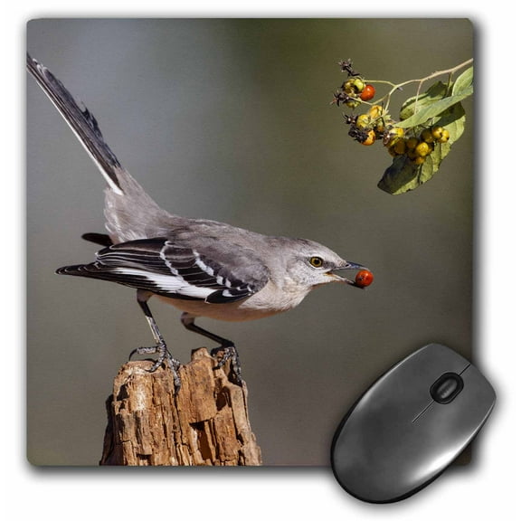 3dRose, Northern mockingbird with berry., MousePad