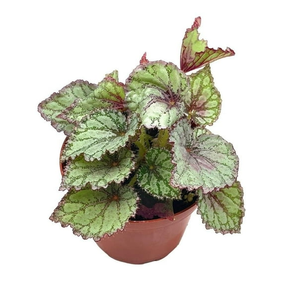 Peace Begonia Rex, 4 inch Painted-Leaf Winter Cold Begonia, Variegated