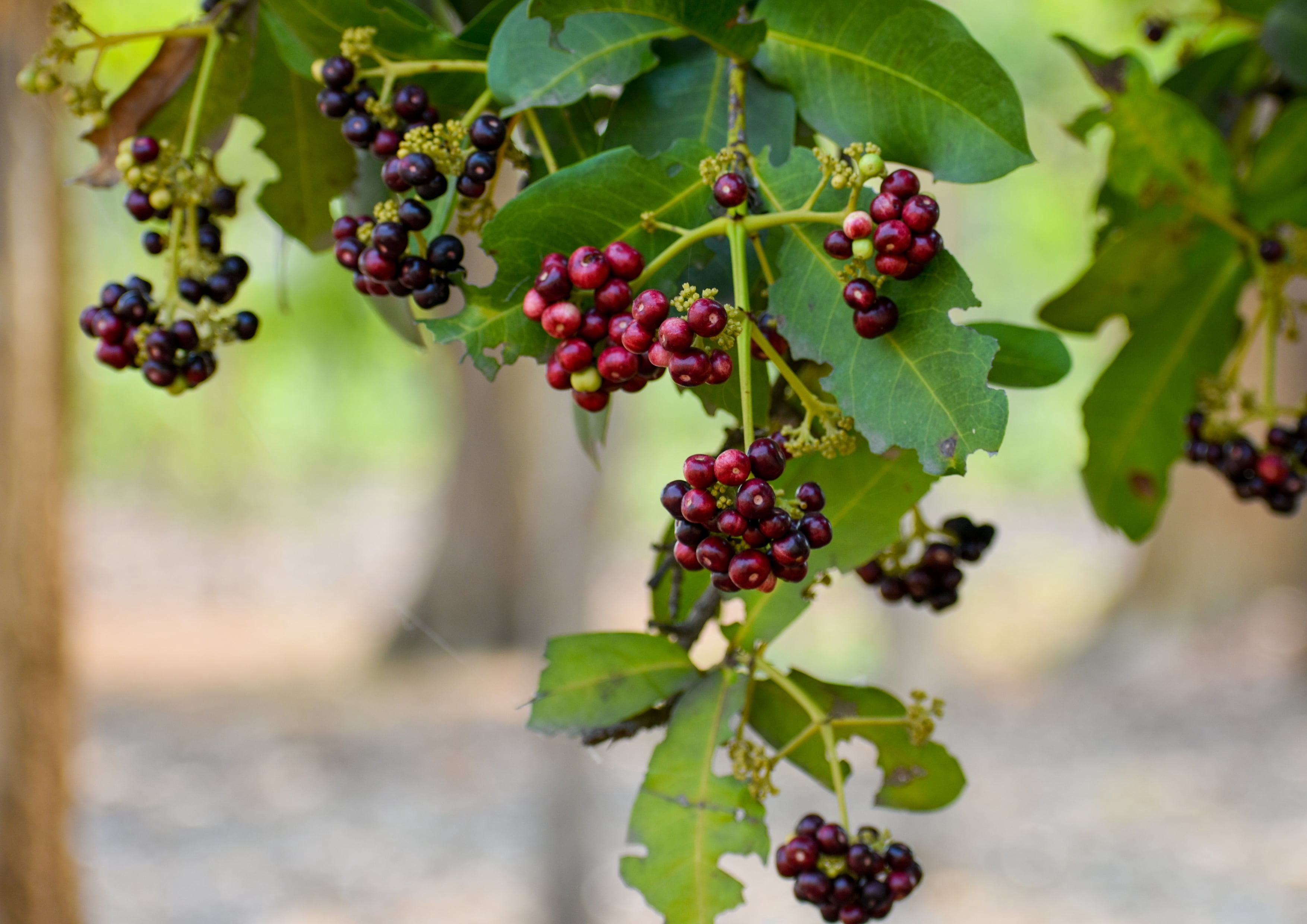 Whole Allspice Berries, 2 Pounds — Kosher, Raw, Vegan — by Food to Live
