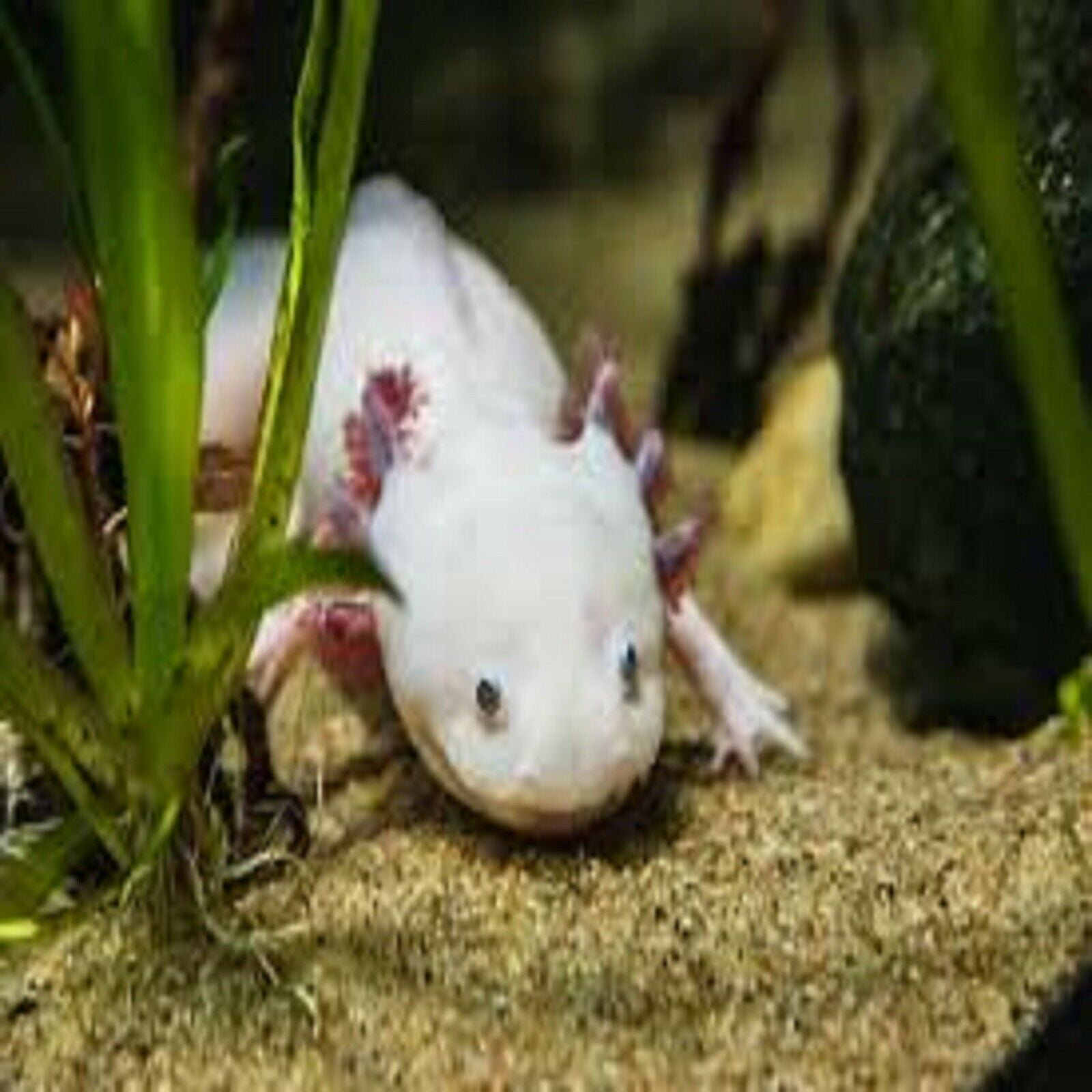 Adult Axolotl Food 1/4" Soft Moist Sinking Pellets for Axolotls, Shrimp, Snails, Large Tropical Fish Rangen Salmon Sinking Pellets. Aquatic Foods Premium Tropical Fish Pellet Foods…5-lbs