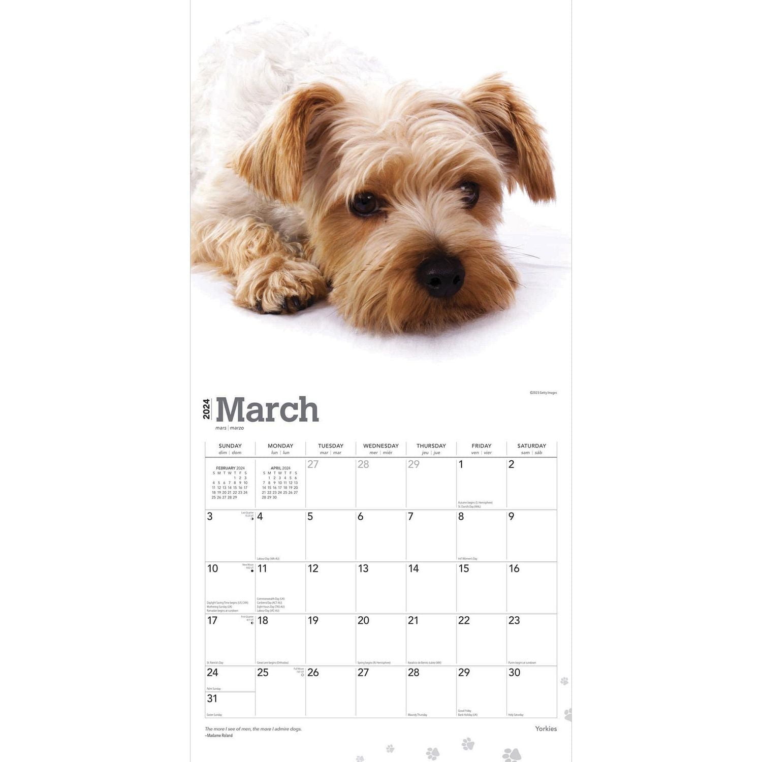 BrownTrout Yorkshire Terriers 2024 12x24 Inch Square Wall Calendar, 9781975465834