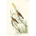 thumbnail image 2 of Audubon, John James 17x24 Gold Ornate Wood Framed with Double Matting Museum Art Print Titled - Black-Throated Bunting, 2 of 4