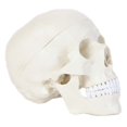 Anatomy Lab 3-Part Life-Size Human Skull Model with Removable Cap and ...