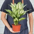 thumbnail image 2 of Chinese Evergreen First Diamond Live Plant for Indoor | Different Houseplants in 4'' & 6'' Pot | Real House Plant for Living Room, Office & Desk | Siam Snow White | Aglaonema, 2 of 6