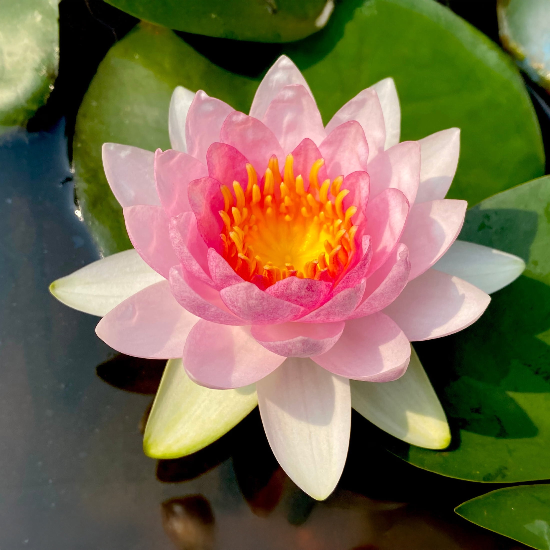 AquaMeadow Pink Hardy Water Lily