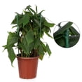 thumbnail image 5 of Yinkuu Plant Protection Cage Plastic Support for Climbing Vines with insect-Proof Mesh, 5 of 16