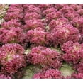 thumbnail image 4 of Salad Bowl Red Leaf Lettuce Seeds for Planting, 1000+ Heirloom Seeds Per Packet, (Isla's Garden Seeds), Non GMO Seeds, Botanical Name: Lactuca Sativa, 4 of 9
