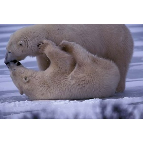 Polar Bears in Canada Poster Print by Art Wolfe (27 x 18)
