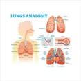thumbnail image 3 of Ambesonne Anatomy Duvet Cover Sets, Lungs Structure Biology, 2-Queen, Pale Peach Pale Blue, 3 of 7