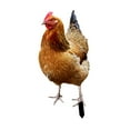 thumbnail image 3 of Estatua de pollo perfecl escultura de Animal estaca de jardín 33x152x01 cm, 3 of 8