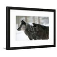 thumbnail image 1 of Two Black Melanistic Variants of North American Timber Wolf Canis Lupus in Snow, Austria, Europe, Animals Scenic Seasons Framed Art Print Wall Art by Louise Murray Sold by Art.Com, 1 of 1