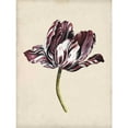 thumbnail image 3 of McCavitt, Naomi 15x18 Black Modern Framed Museum Art Print Titled - Antique Tulip Study I, 3 of 5