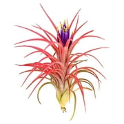 Large Air Plants - 5 Victoriana - 5 to 7 Inch Air Plant - Color & Form Varies by Season - 30 Day Guarantee on Tillandsia from Luwei (5, One Size 5-7")